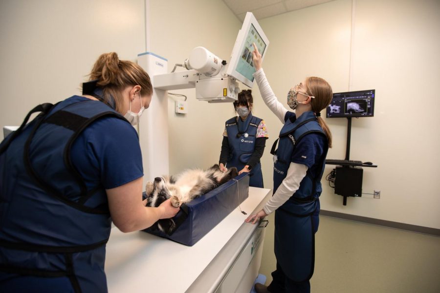 Students work on an animal in the on-campus radiology room.